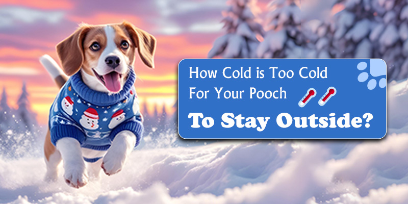 How Cold is Too CoFor Your dogs to Stay Outside