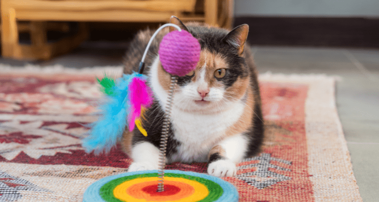 Choosing the Right Cat Toy: Tips You Need to Know