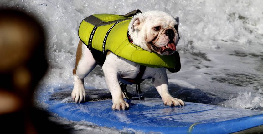 Surfs Up! Pets Who Love the Waves