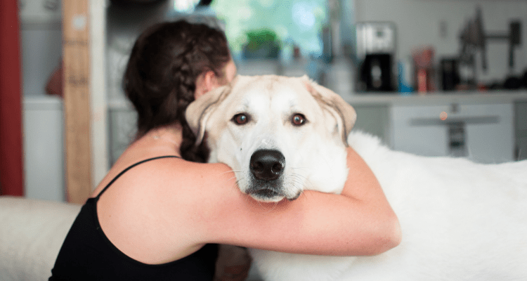 The Top 8 Dog Breeds for Cuddling: Cosy Companions – Petsworld