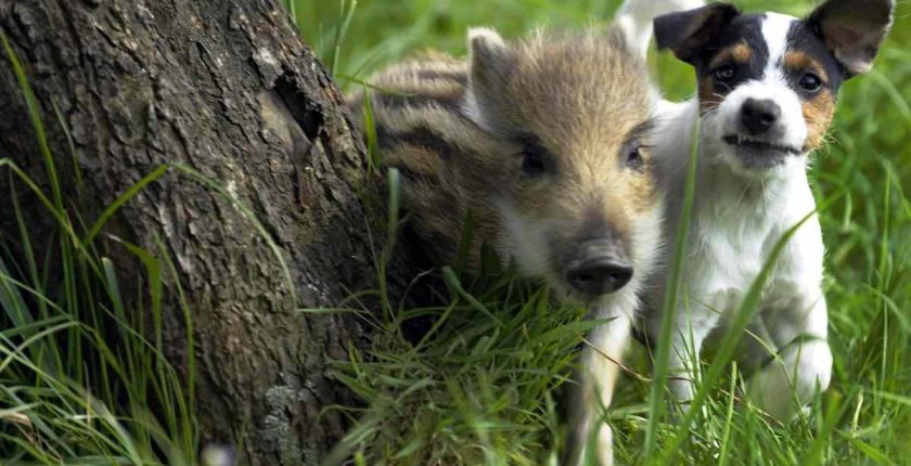 Unlikely Animal Friendships That Make Your Heart Melt 2