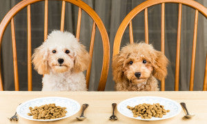 How to Change your Dog's Food Brand in 7 Days? – Petsworld