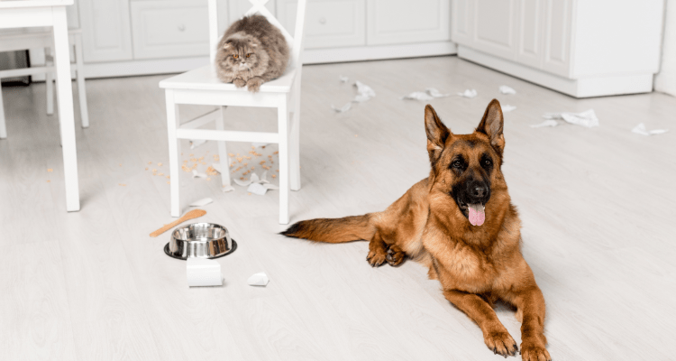 Don’t Feed Your Pet Table Scraps – Petsworld