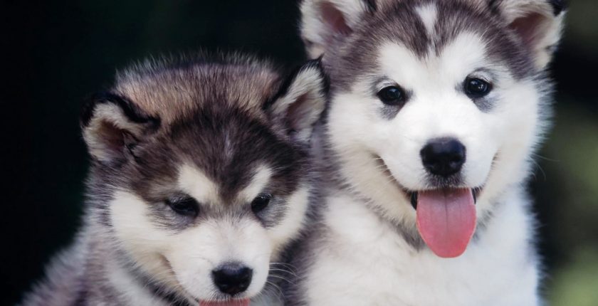 Tips for Training a Siberian Husky