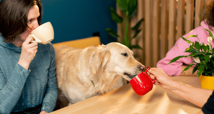 10 Must-Visit Pet Cafes in India for Animal Lovers