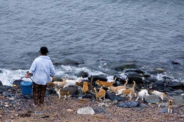 Cat Heaven Island