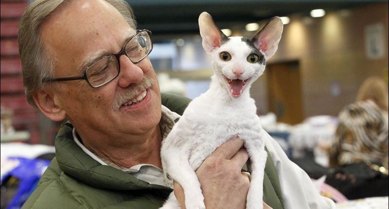 Unusual Breeds: Cornish Rex