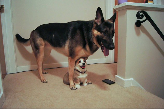 15 Dogs Who Are Terrible At Hide And Seek