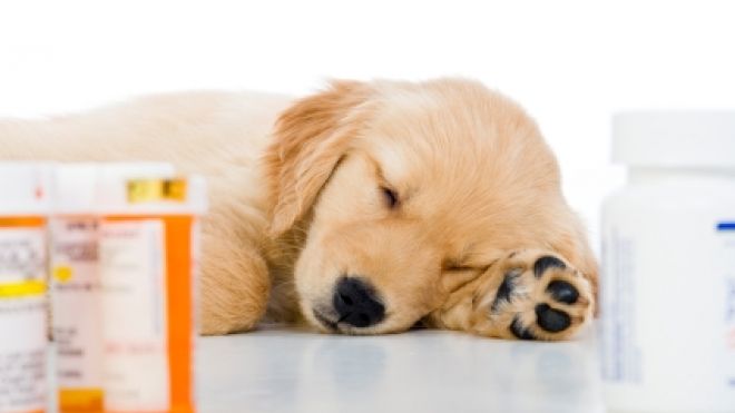 The Top 5 Symptoms to Be Aware of in Dogs