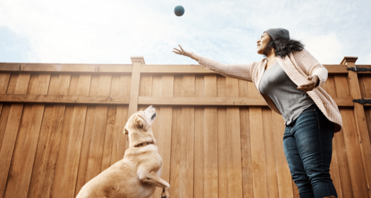 5 Easy Steps to Teach Your Dog to Fetch