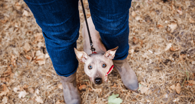 How to Help a Fearful Dog: 8 Essential Tips