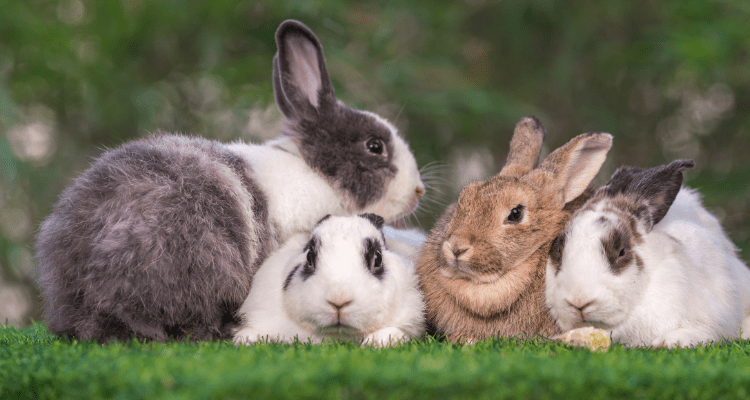 7 Essential Supplies Every Rabbit Owner Needs