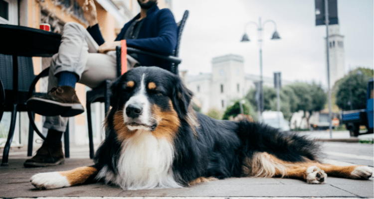 7 Tips to Make Your Dogs Stay Calm in Public