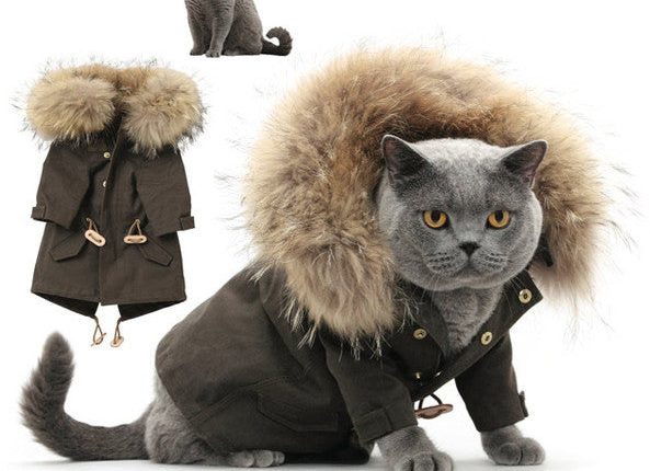 10 Best Winter Outfits For Your Cat – Petsworld