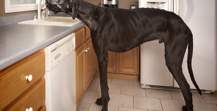 The World's Tallest Dog