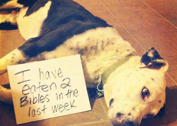 10 Dog Shaming photos from Facebook to brighten up your day|Funny Dogs – Petsworld