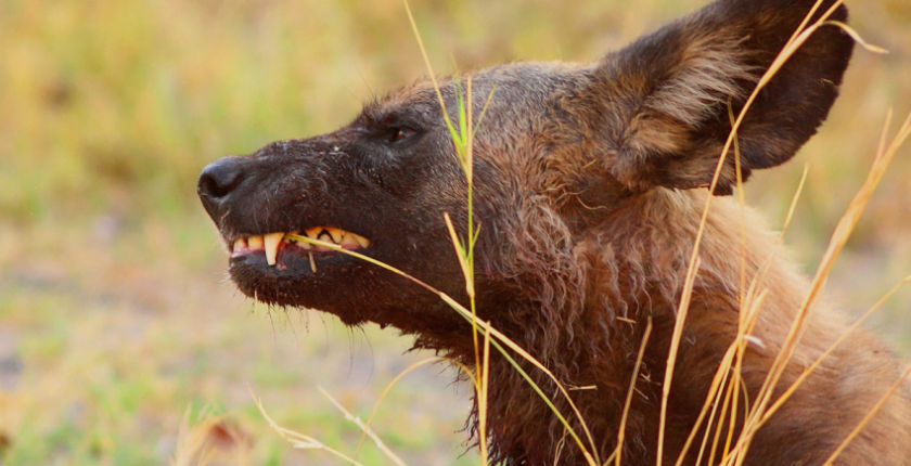 How Does Eating Grass Help Your Dog?