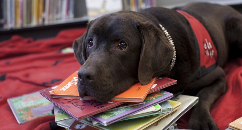 Reading With Rover