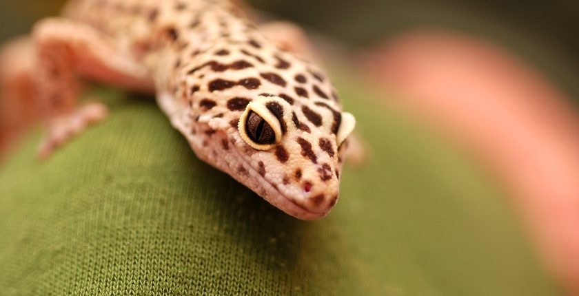 Reptile Pets for Beginners