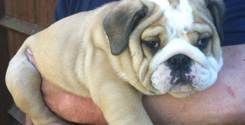 Buy/Sell a Bulldog Puppy – Adopt Puppies In India – Petsworld