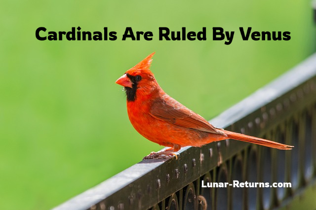 cardinals1