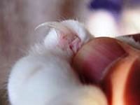 How to Cut Cat Nails