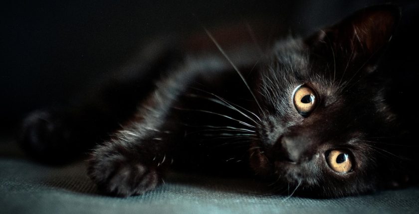 Black cats: Unlucky?