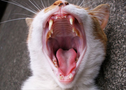 What to do if Your Cat Breaks a Tooth