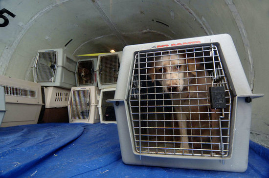 Airlines: Safely Transporting Your Pet