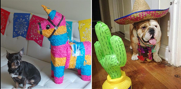 How To Throw A Cinco de Mayo Party As Told By Cats and Dogs