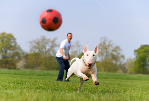 What's the Right Amount of Exercise for your Pet?