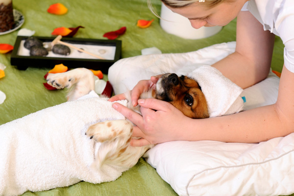 All About Holistic Veterinarians