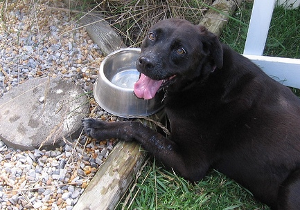 How Often Should You Clean Your Dog’s Water Bowl?