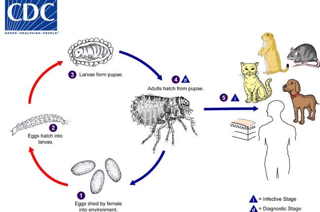 flea life cycle