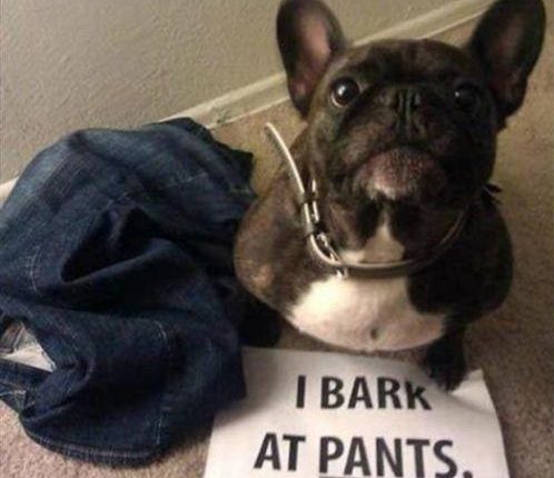 5 Easy Tips to Make Your Dog Stop Barking