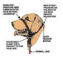 Walking your dog is no longer a game of tug-of-war with the Gentle Leader training tool.