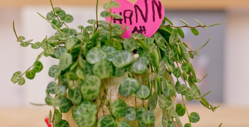 holding valentine plant