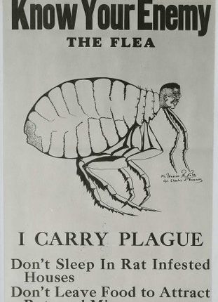 Know Your Enemy (The Flea)