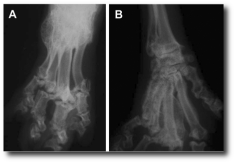 Skeletal Deformities In Cats