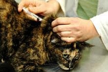 Common Cat Illnesses and their Symptoms Part 2