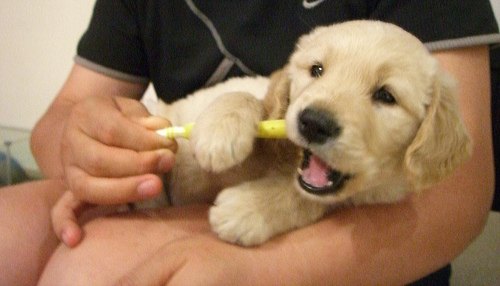 Begin with Brushing: Your Dog's Oral Health