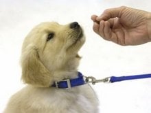 How to train your dog: Leash Training for puppies