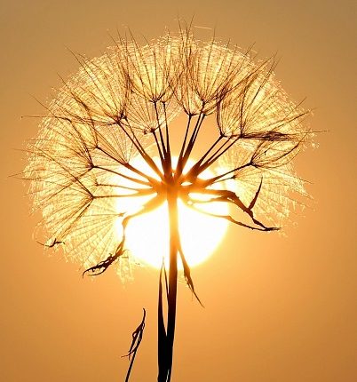 sun600