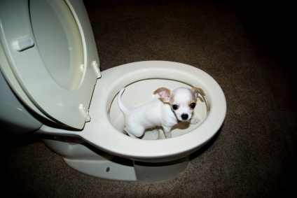 Puppy Potty Training - Four Steps to Successfully Potty Train Your Dog