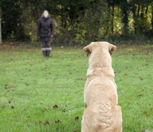 Five Training Commands That Could Save Your Dog’s Life