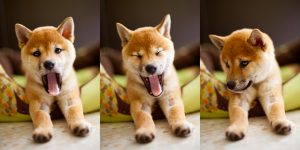 Dogs Can 'Catch' Our Yawns: New Study Reveals