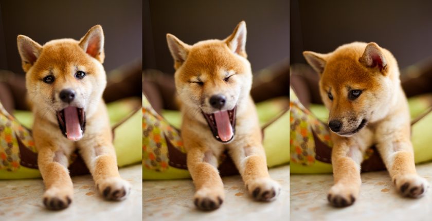 Dogs Can 'Catch' Our Yawns: New Study Reveals