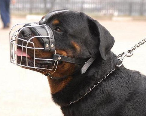 Muzzle Training Your Dog