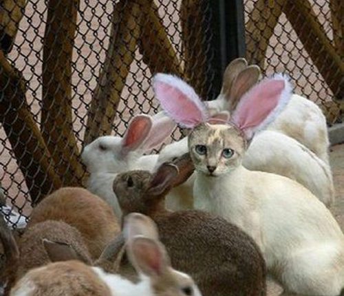 9 Cats Embracing Their Inner Easter Bunny